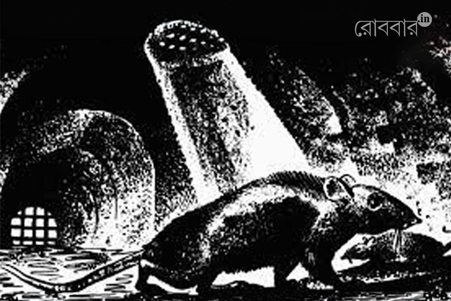 Rats run riot in underground of kolkata। Robbar