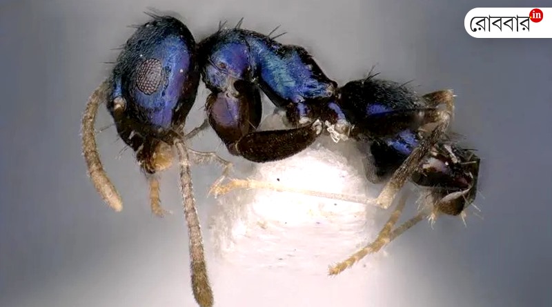 An article about new blue ant species in Indian forest by Mausumi Bhattacharyya। Robbar