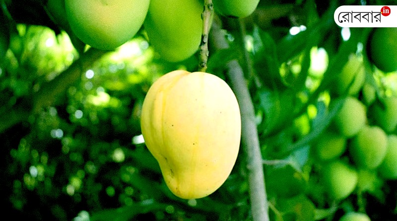 an article on kohitur rare species of mango। Robbar