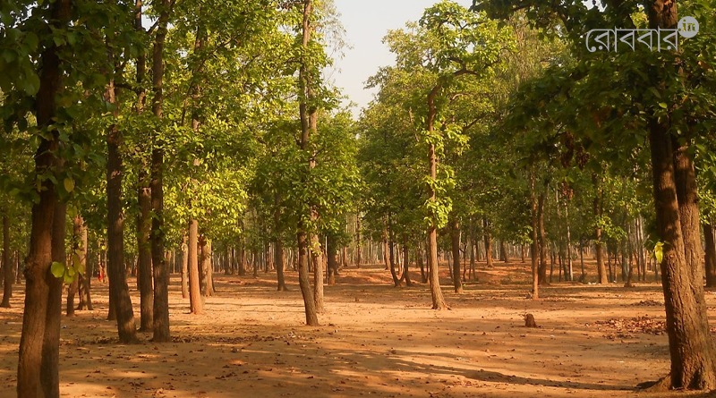 an article on the harmful aspects of conserving akashmoni plantation। Robbar