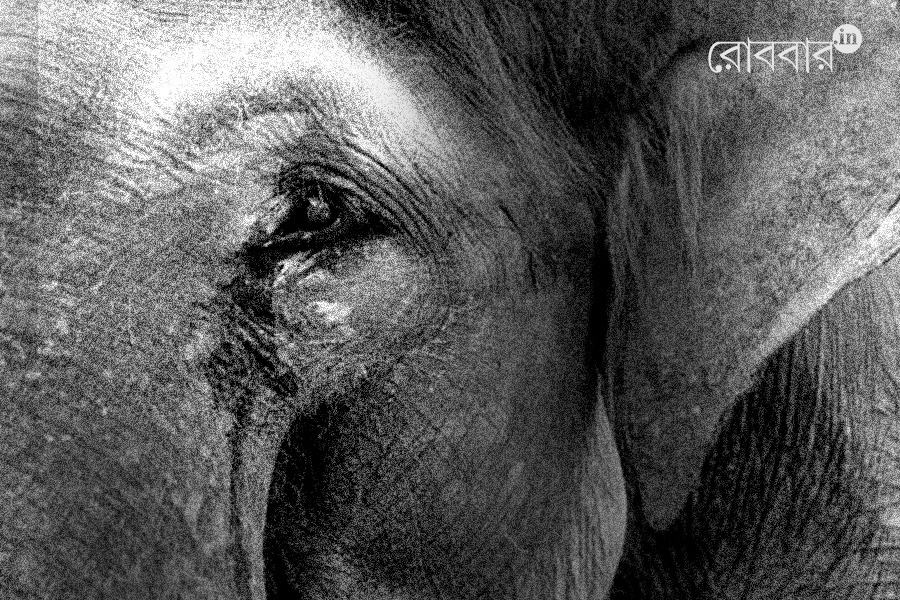 Elephant Attacked With Flaming Iron Stick। Robbar
