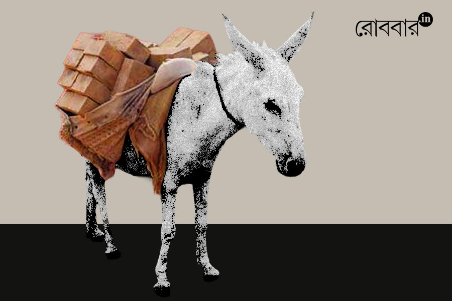 Role of Donkeys in Human Life। Robbar