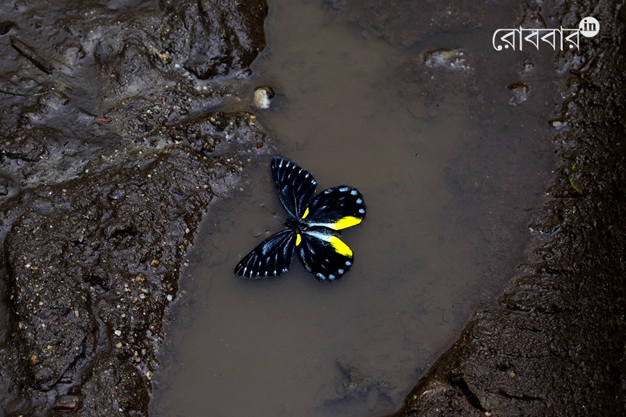 How rain enriches the lives of insects and the small organisms | Robbar