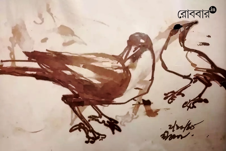 Light pollution and its impact on crows and local birds | Robbar