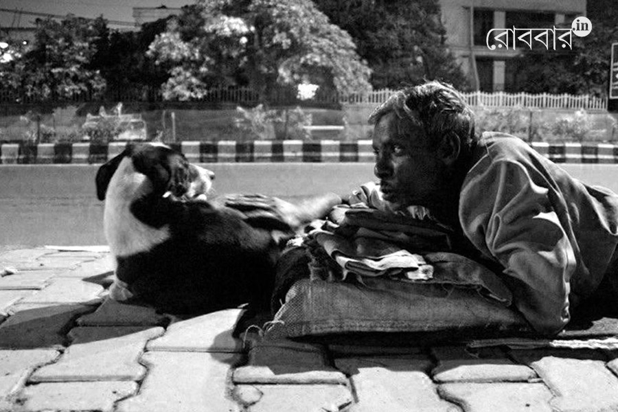 On street dogs and The supreme court order। Robbar