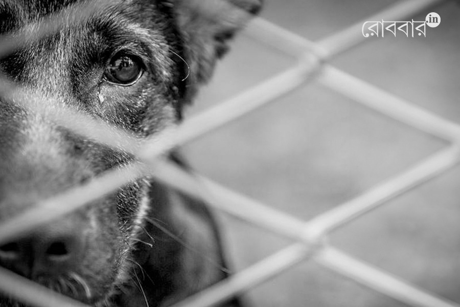 On Supreme Court order about street dogs of Delhi