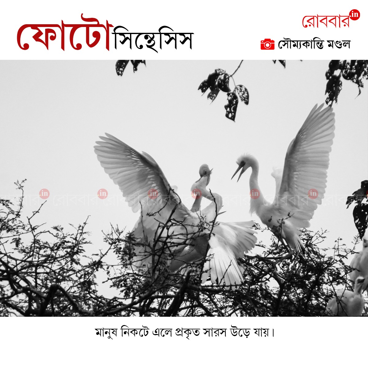 ফোটোসিন্থেসিস-829