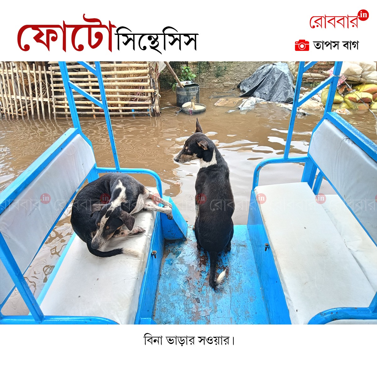 ফোটোসিন্থেসিস-831