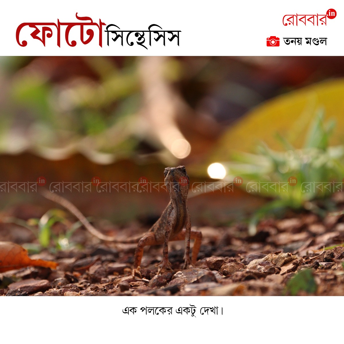 ফোটোসিন্থেসিস-837