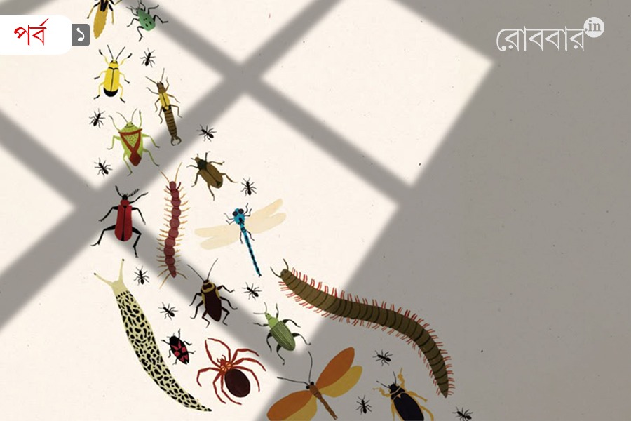 Learning harmony of life from neighboring insects