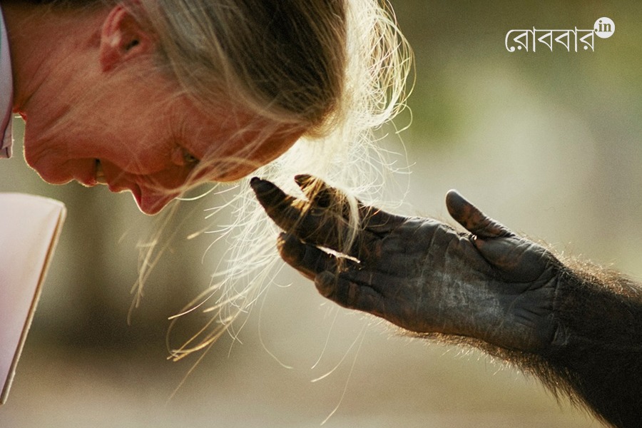An obituary of chimpanzee expert Jane Goodall। Robbar
