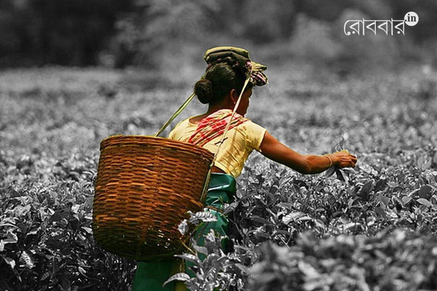 Dolomite pollution endangers tea gardens in North Bengal। Robbar