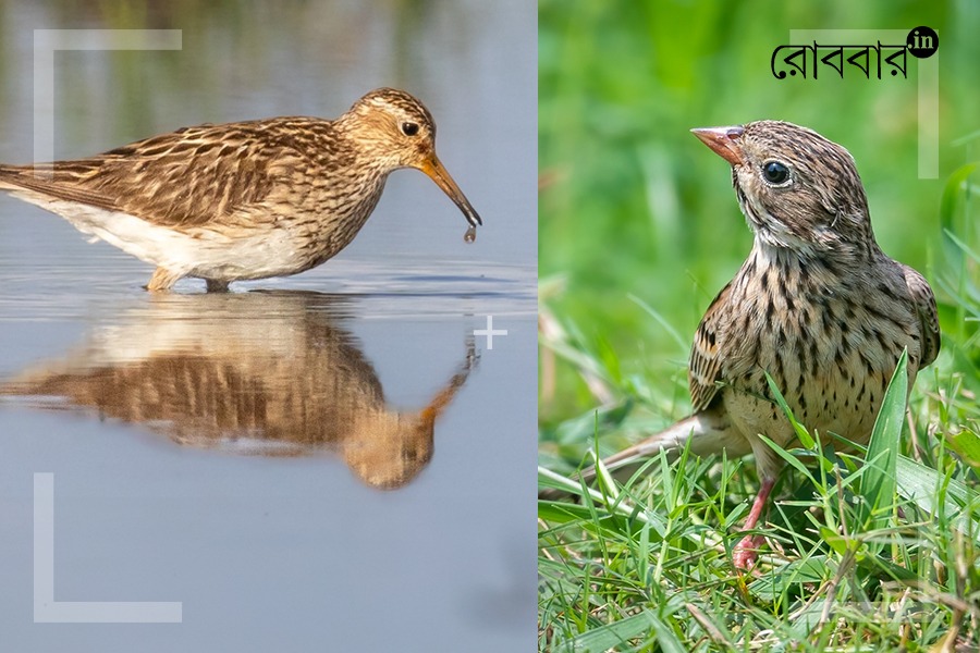 article on the arrival of vagrant birds in west bengal। Robbar