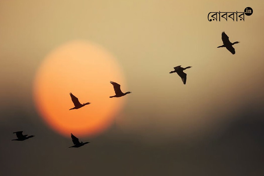 article on migratory birds and their flight and scientific trajectory। Robbar