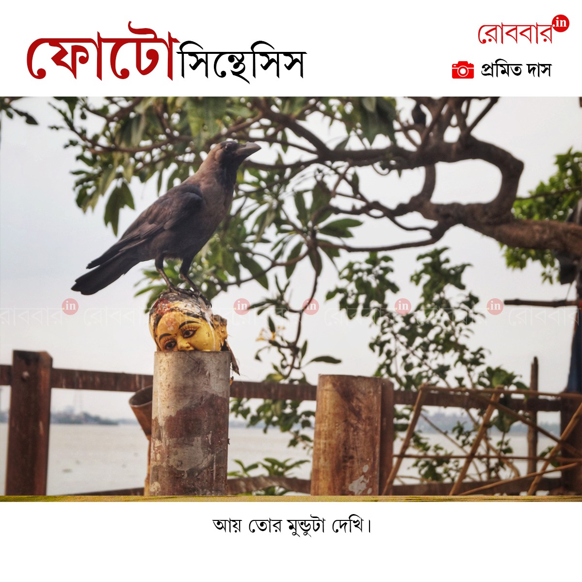 ফোটোসিন্থেসিস-862
