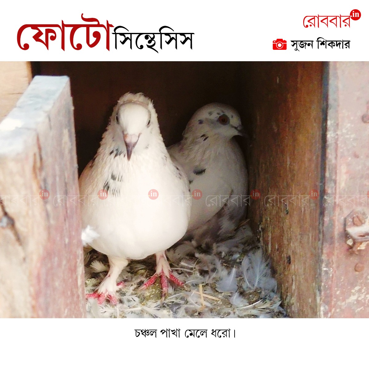 ফোটোসিন্থেসিস-872