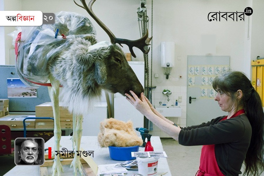 taxidermy and diorama technique in science museum | Robbar