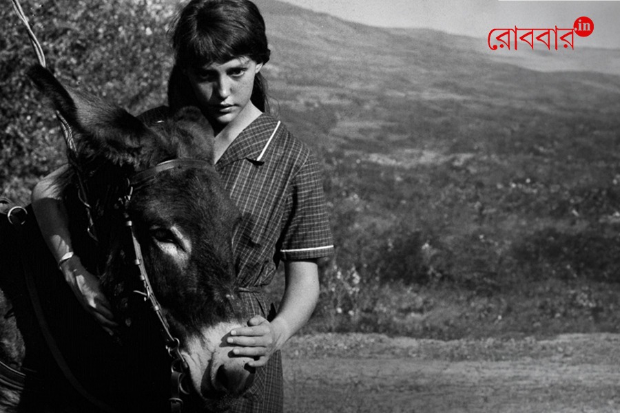 Poetry and film united by symbolic donkey journey | Robbar