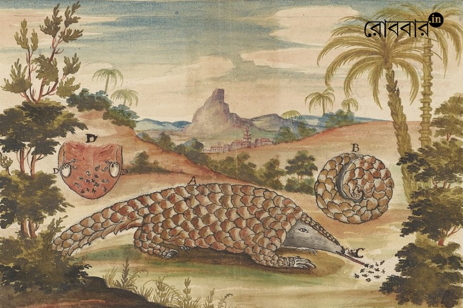 an article about the conservation of the indian pangolin | Robbar
