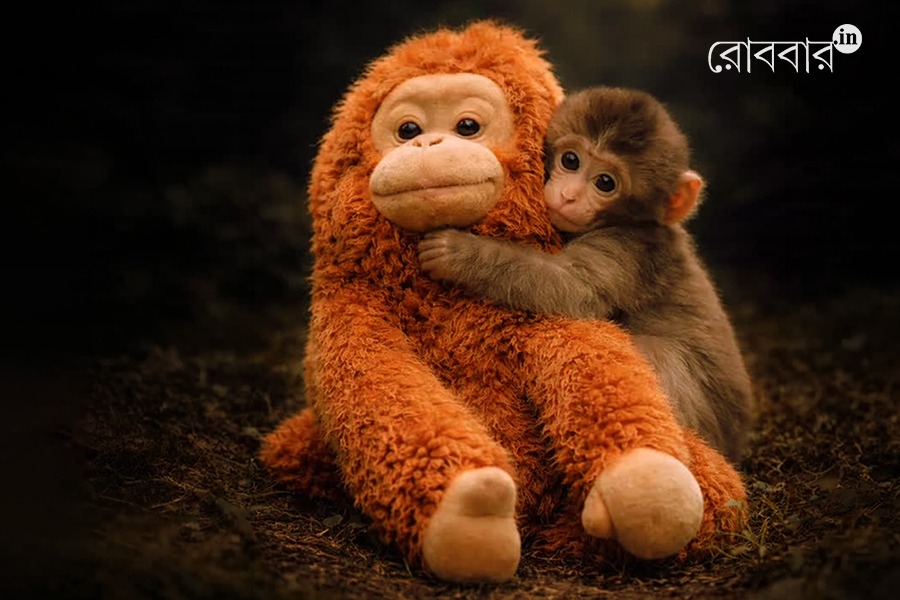 punch doll and the japanese monkey craze| Robbar