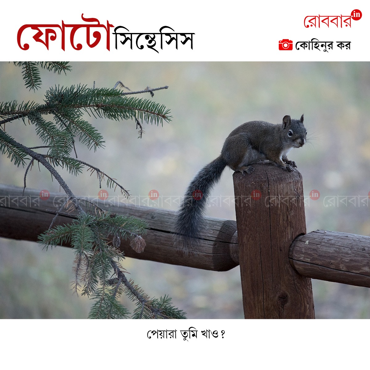 ফোটোসিন্থেসিস-916