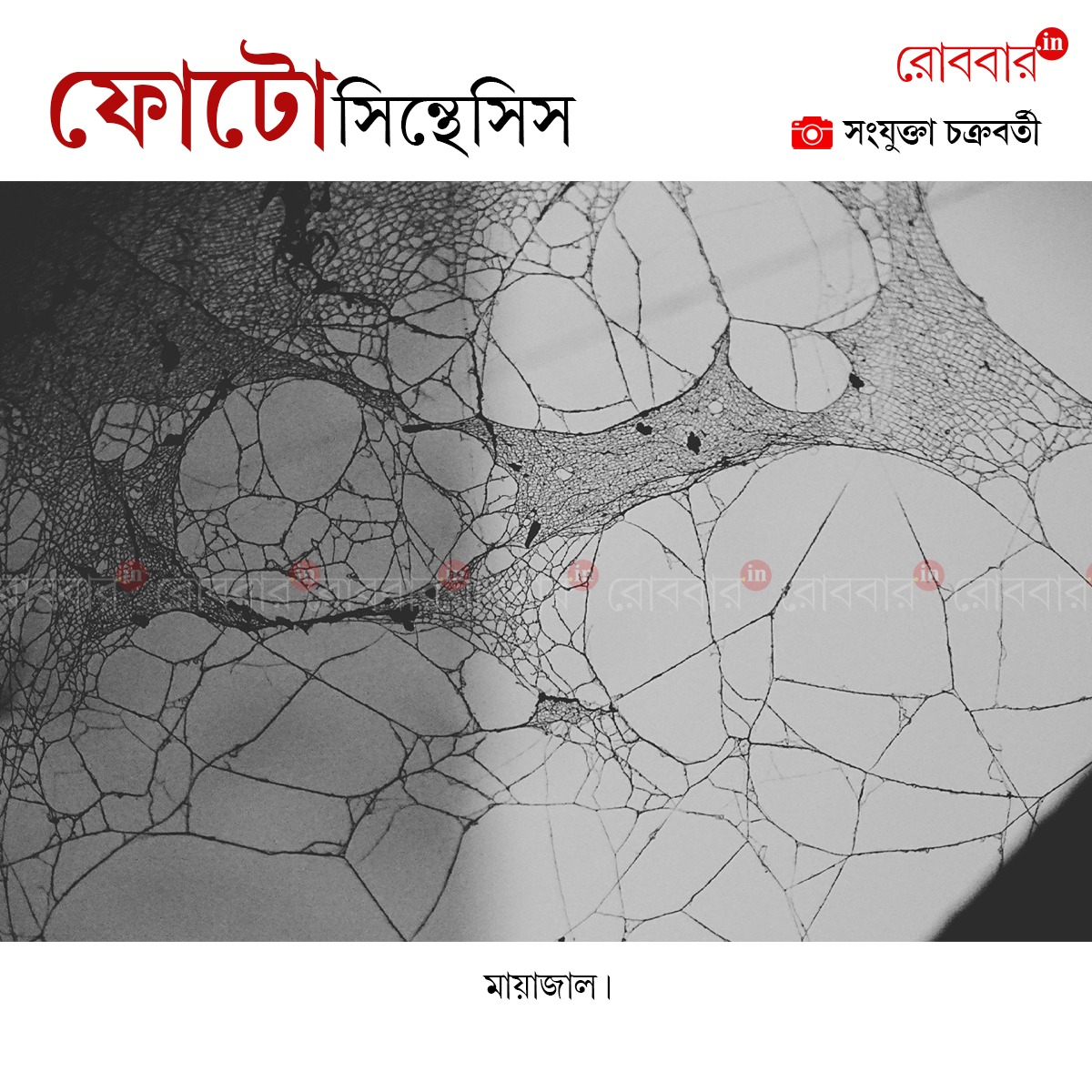 ফোটোসিন্থেসিস-927
