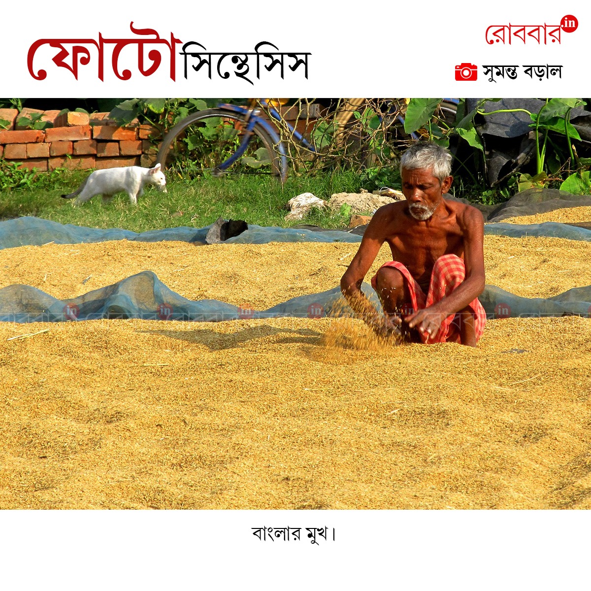 ফোটোসিন্থেসিস-930
