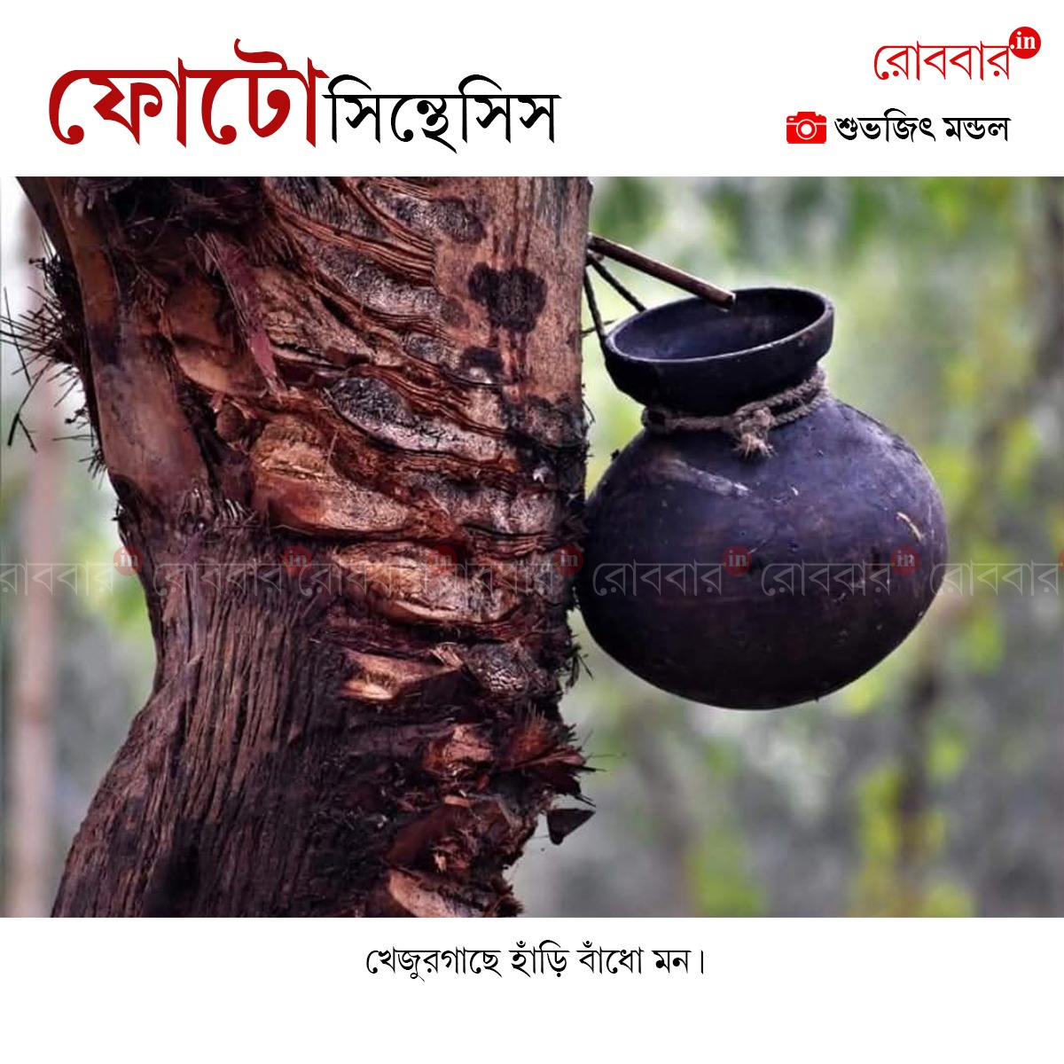 ফোটোসিন্থেসিস-958