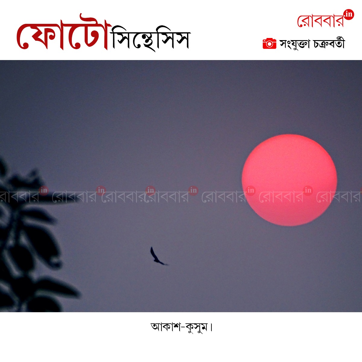 ফোটোসিন্থেসিস-962