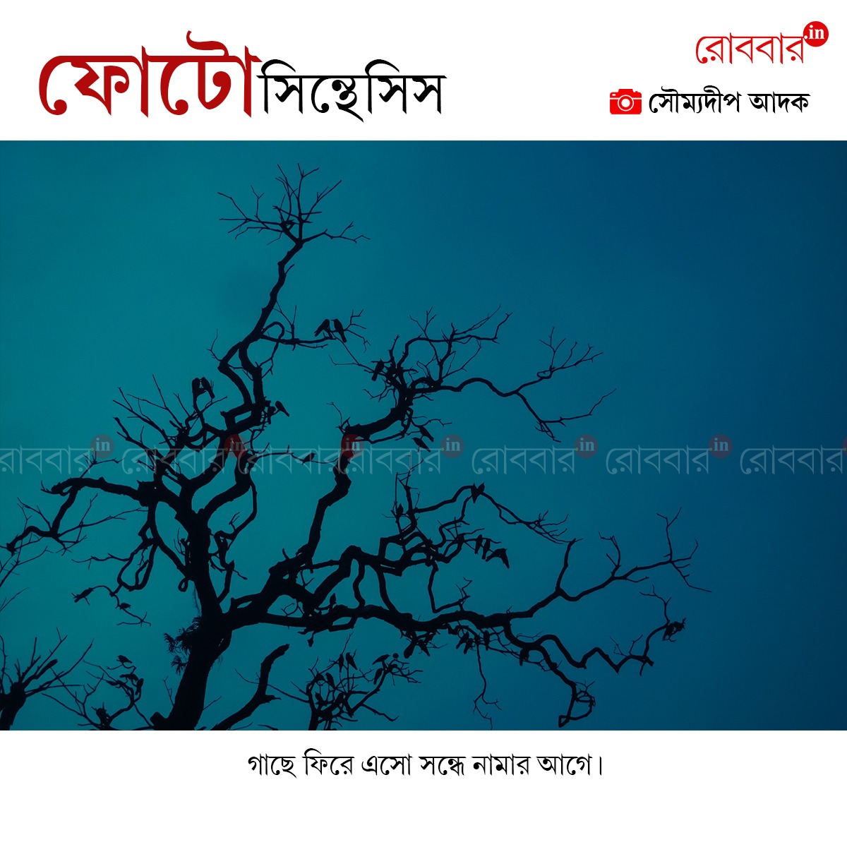 ফোটোসিন্থেসিস-969