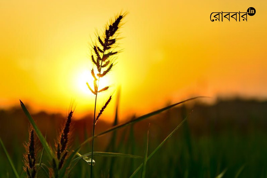 united states india at wto mc14 export politics| Robbar