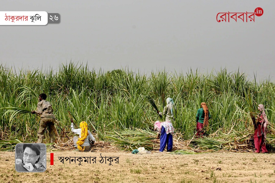 sugarcane culture mythology and jaggery in rural bengal | Robbar