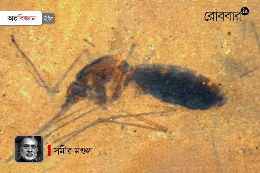 mosquitos their types behavior and habitat | Robbar