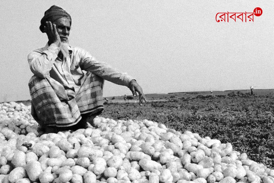 Crisis in Potato Cultivation in Bengal। Robbar