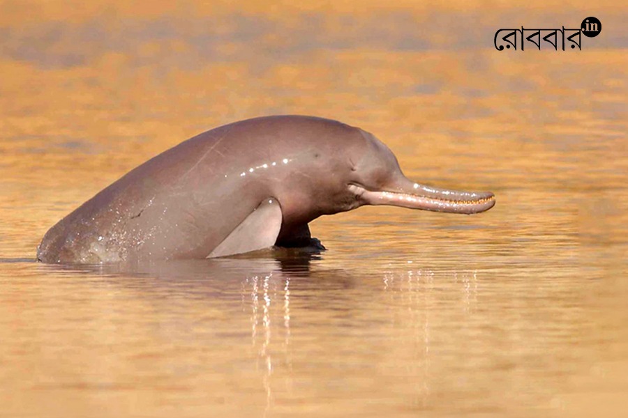 gangetic river dolphins are becoming extinct species | Robbar