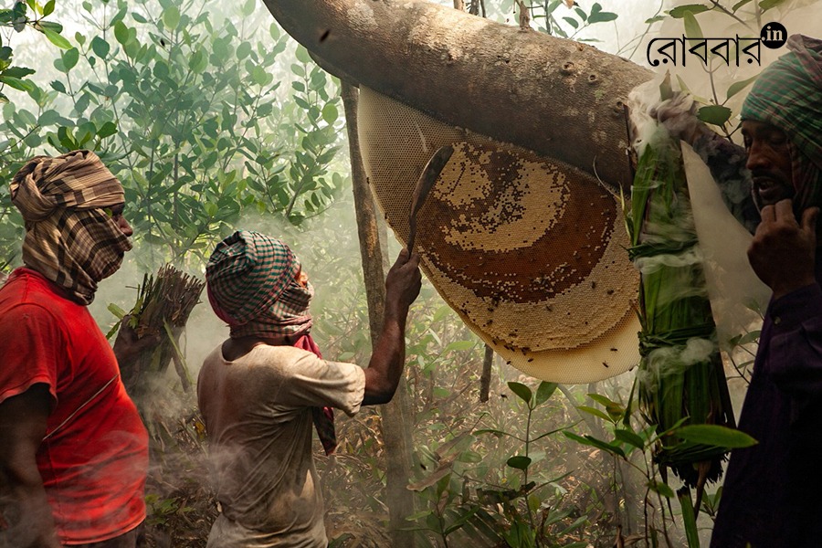 life of maulis or the honey collectors of sundarbans | Robbar