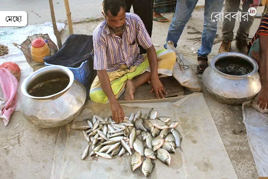 taste and variety of fishes from rivers of north bengal | Robbar