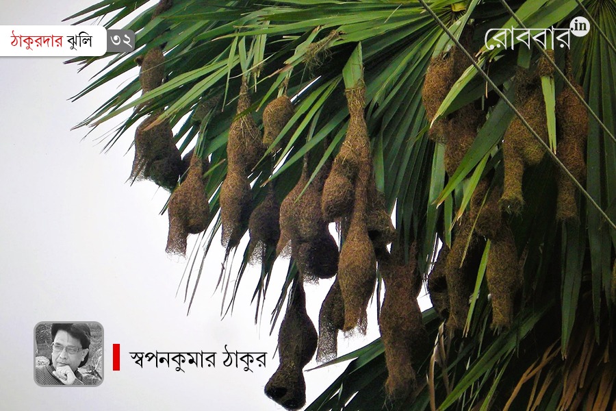 palm tree as a part of bengal folk culture | Robbar