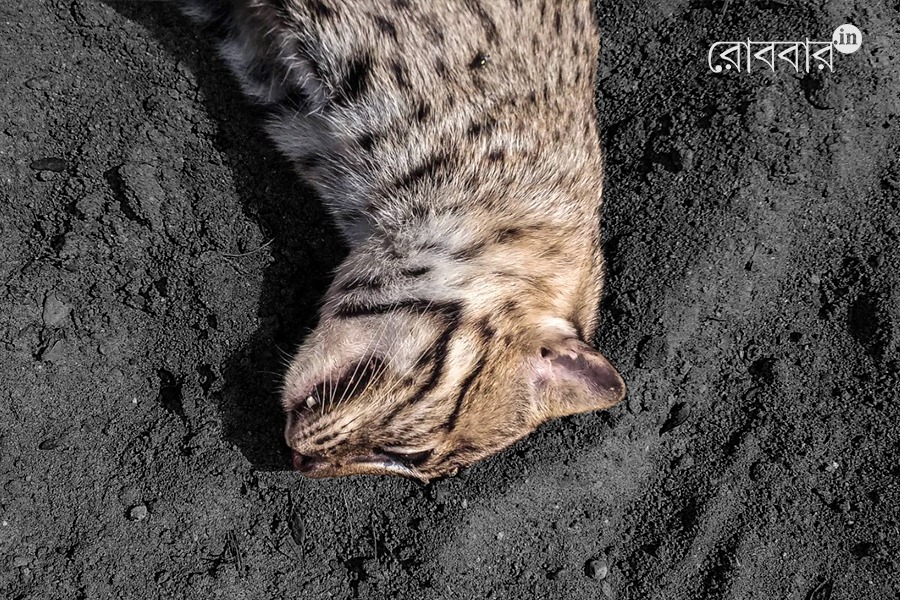 fishing cats, state animal of WB are becoming endangered | Robbar