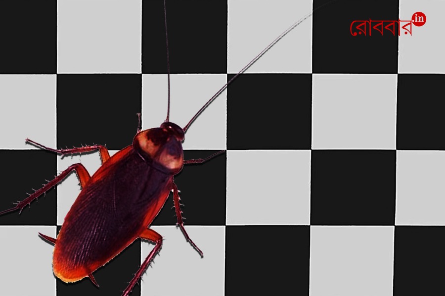 how cockroaches are becoming a part of indian politics | Robbar