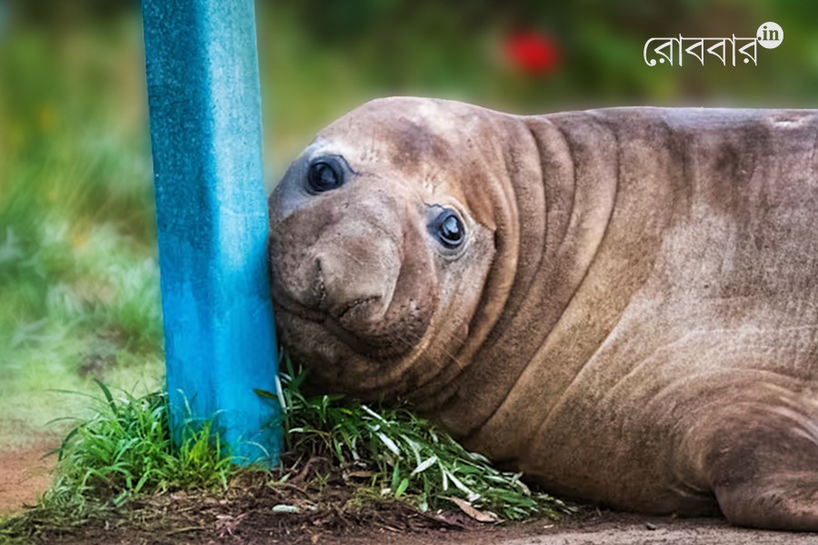 Story of Elephant Seal Neil: Privacy Matters for Wildlife। Robbar