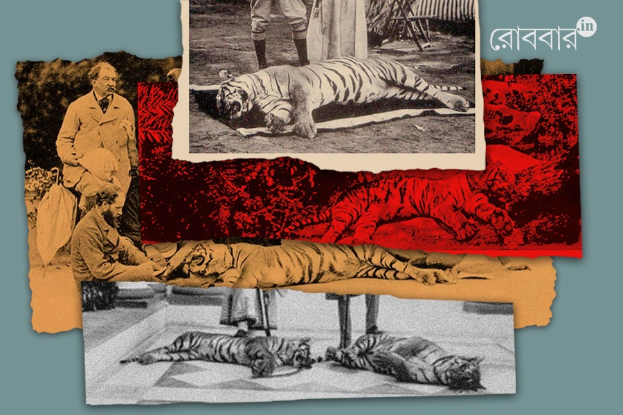 tiger hunting trophy photograph and conservation in india | Robbar