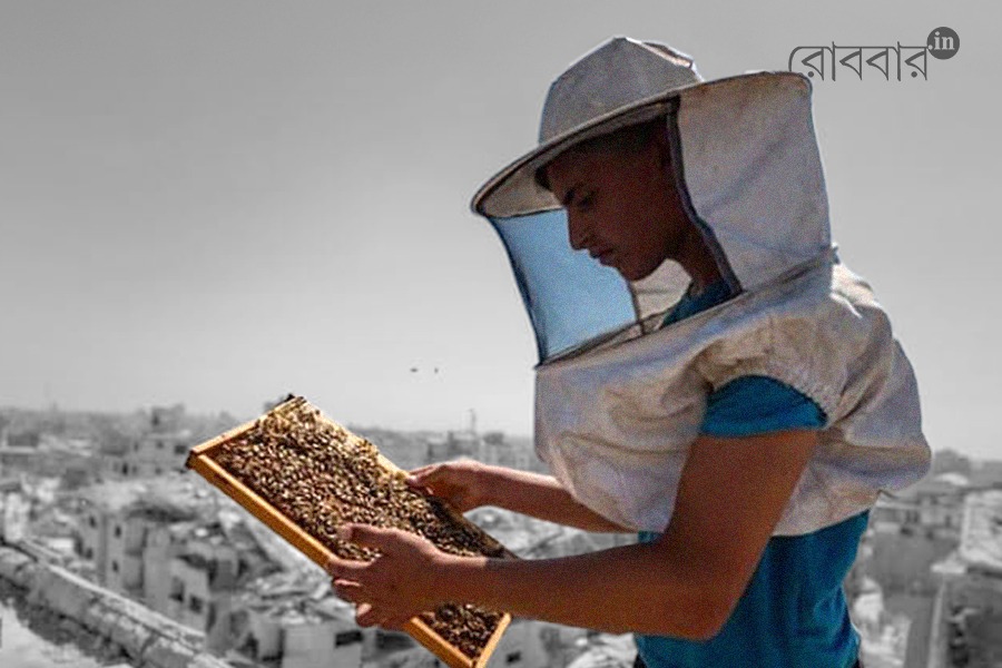 apiculture and bee farming is returning in ghaza | Robbar