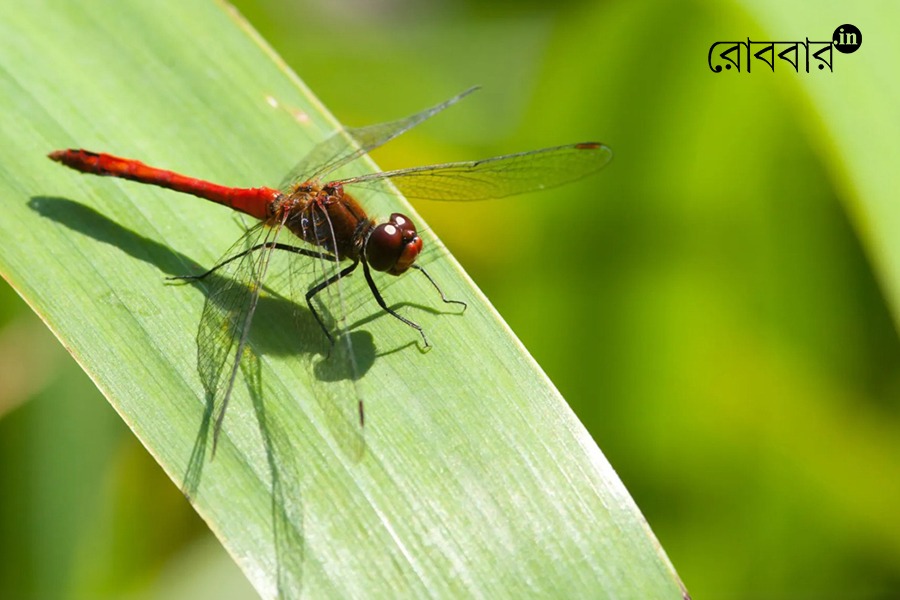 Amazing Life Cycle and Migration of the Globe Skimmer। Robbar