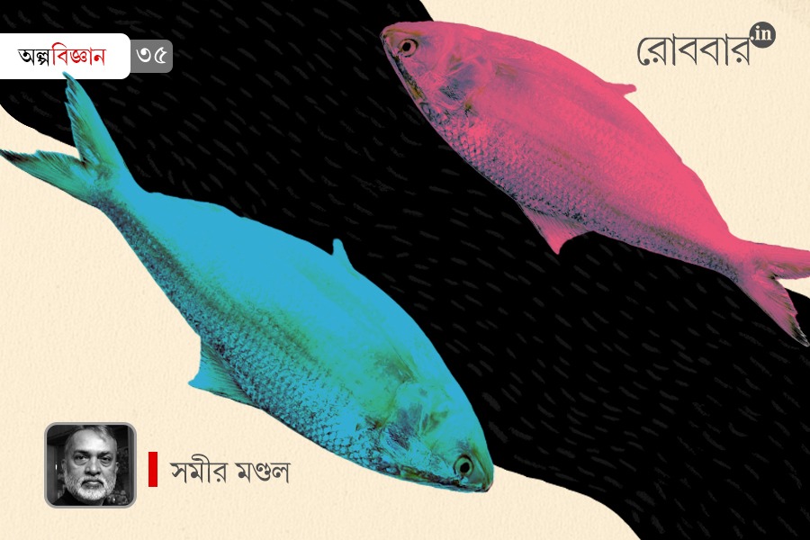 ছেলে ইলিশ, মেয়ে ইলিশ